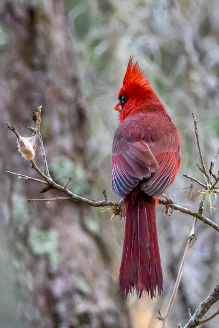 Cardinal Over the Shoulder Look