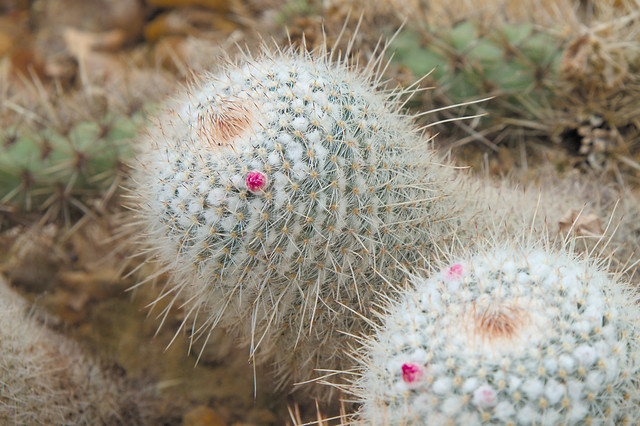 tiny cactus flowers