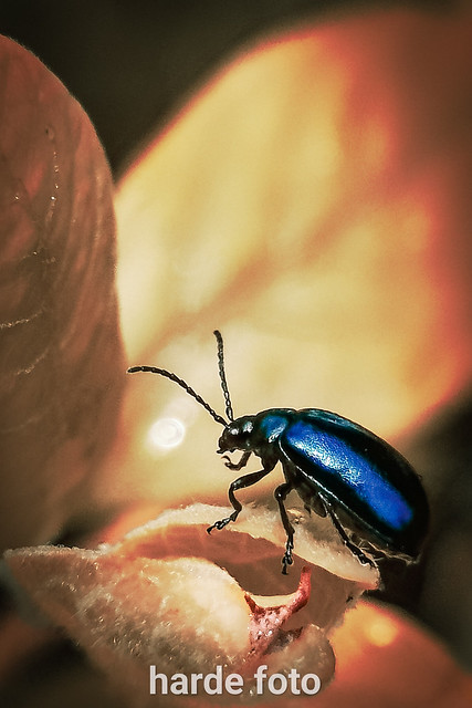 Blue bug