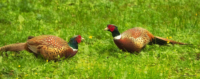 Common Pheasant Cocks