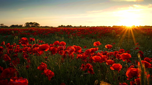 poppy field mohnblumenfeld sonnenuntergang sunset sylt morsum samyang 35mm