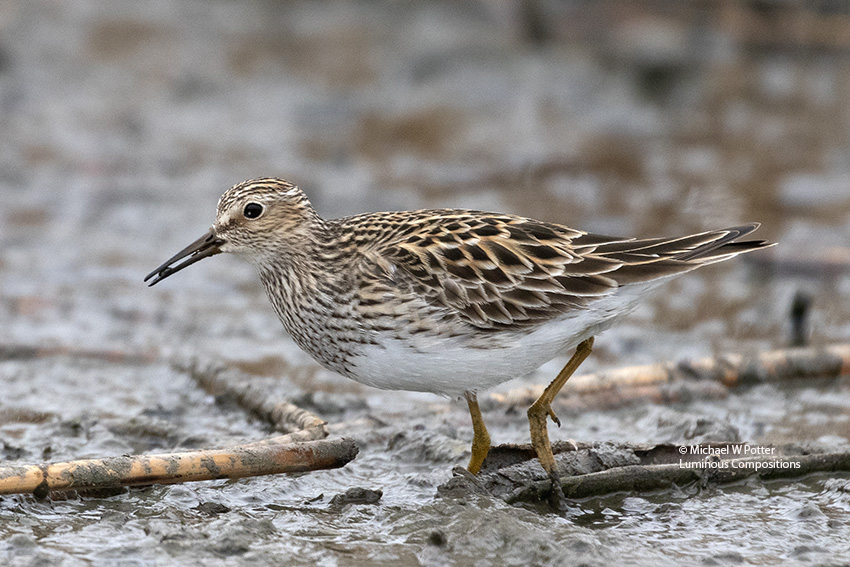 Pectoral Sandpiper with food