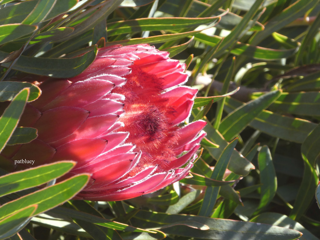 Australian wild flower