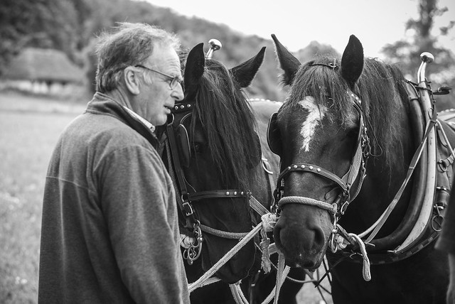 Agriculture – the Role of Horses at The Weald & Downland Living Museum