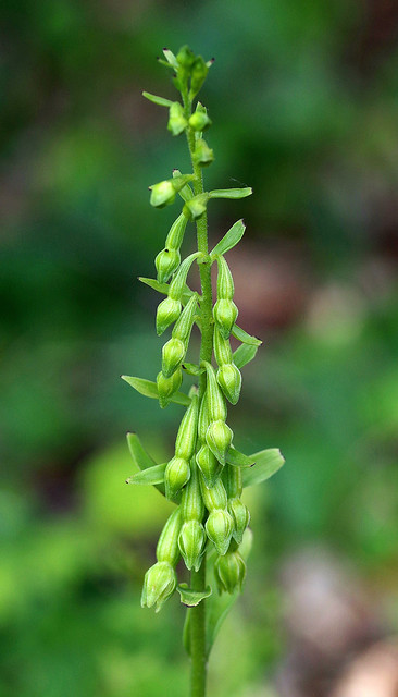 Kent's Green-flowered Helleborine - Epipactis phyllanthes