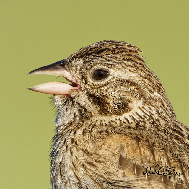 Close-up Of Song Sparrow Singing