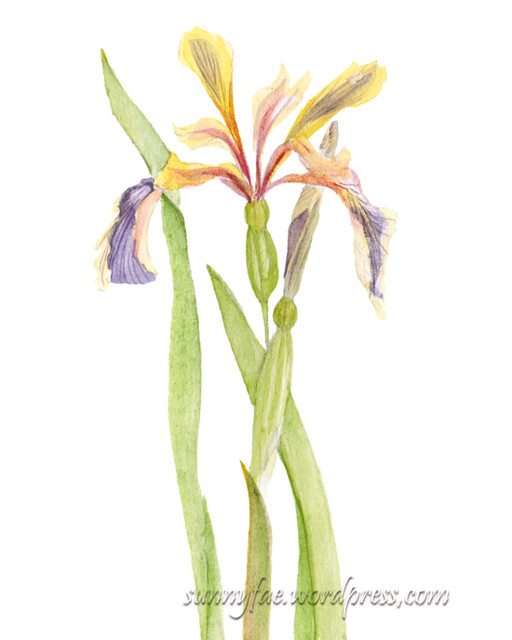 watercolour sketch of an iris
