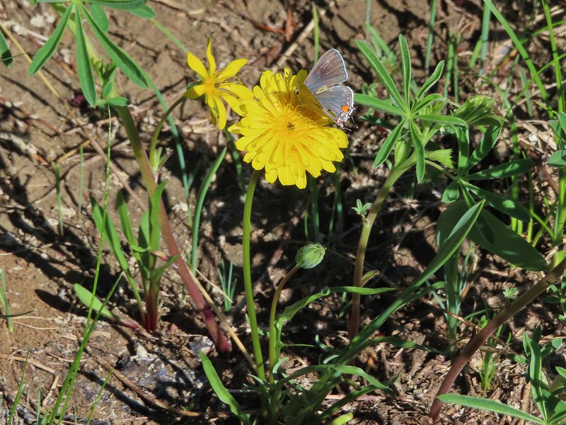 Buttefly on a sagebrush false dandelion