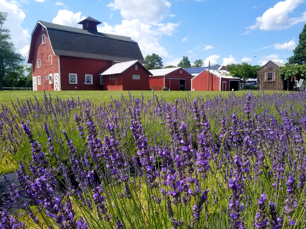 Hidden Spring Lavender & Alpaca Farm