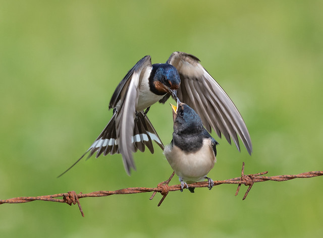 Swallow Feeding Young