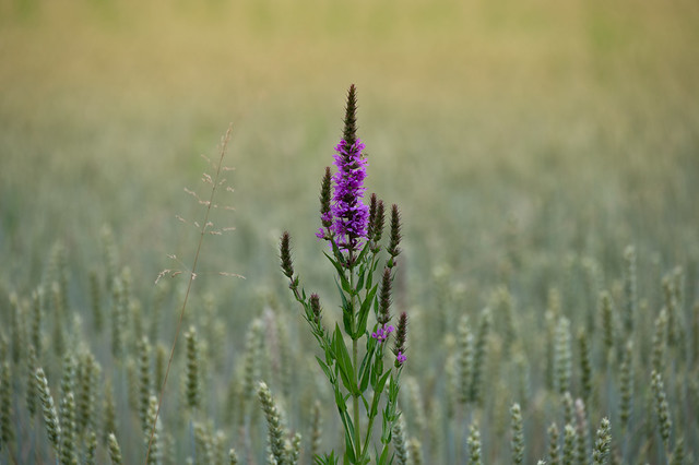 Flower in a cornfield