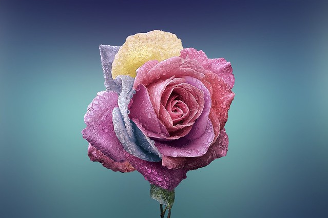 rose-flower-love-romance-beautiful