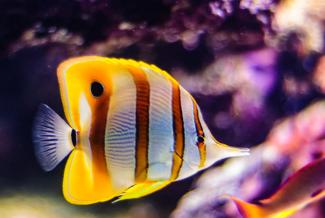 Copperbanded Butterfly Fish