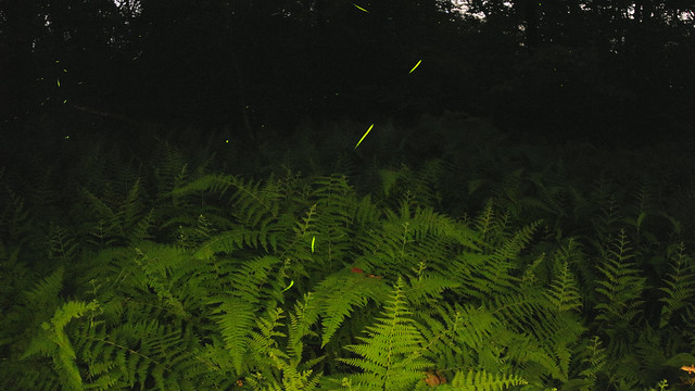 Ferns and Fireflies!