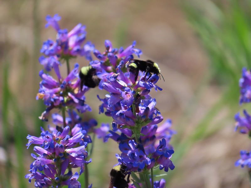 Bumble bees on penstemon