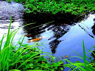 Lily Pond Reflection
