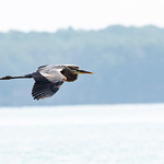 Photo of a bird flying across the water