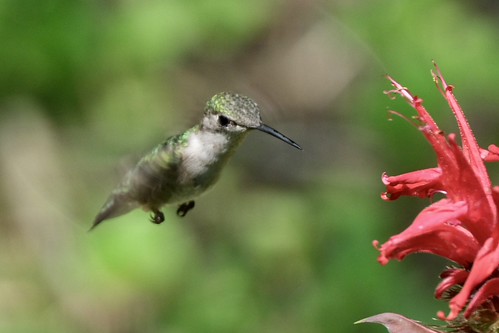 Ruby-throated Hummingbird | by Daniel Weeks