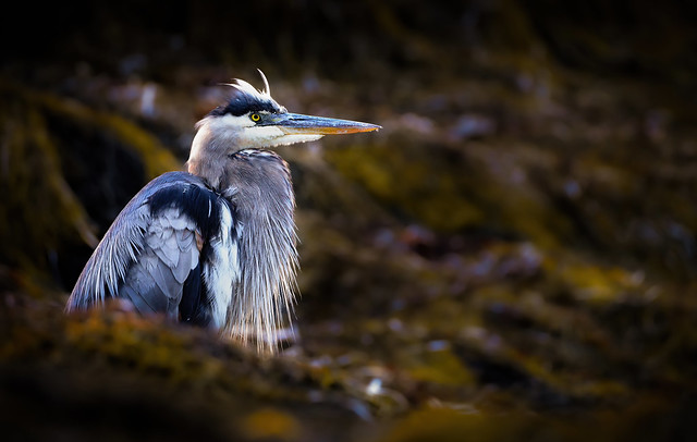 Great blue heron at low tide