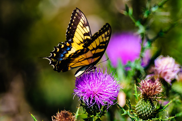 Eastern Tiger Swallowtail in the Thistles at Bombay Hook National Wildlife Refuge