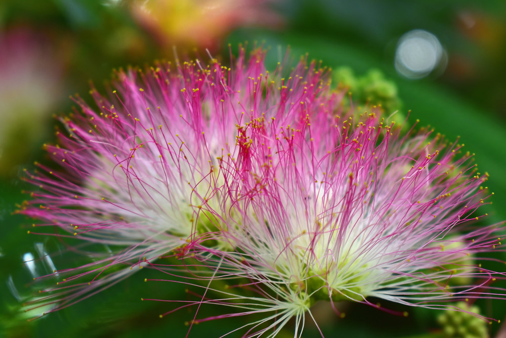 [57/100x] Pink Mimosa [comments disabled]