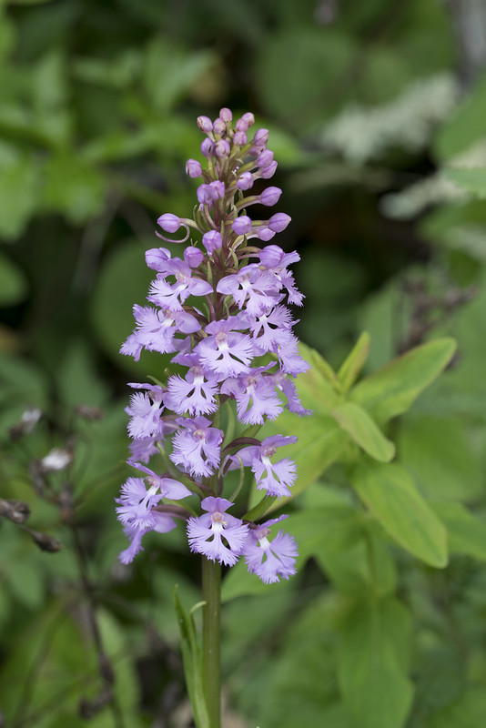 Purple Fringed orchid