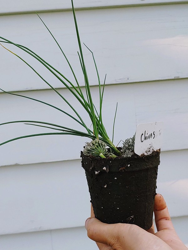 Volunteer Chives, now potted