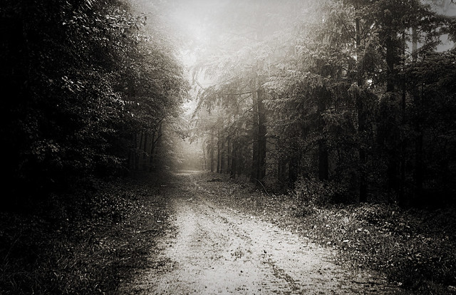 forest-path