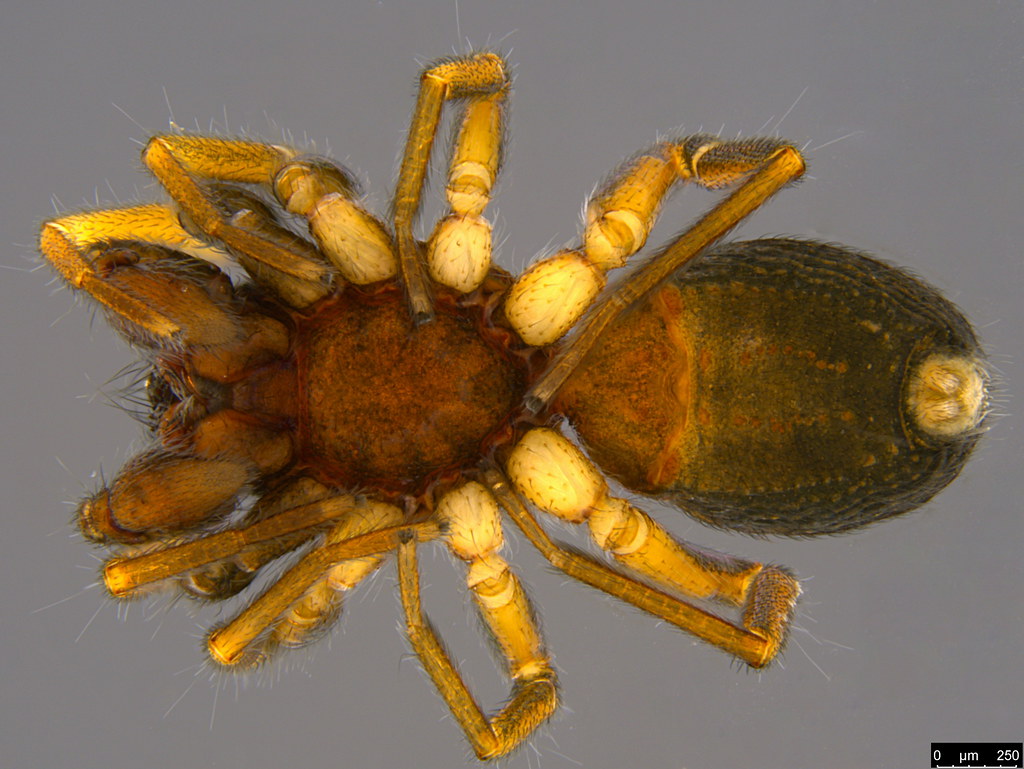 1b - Queenvic piccadilly Platnick, 2000