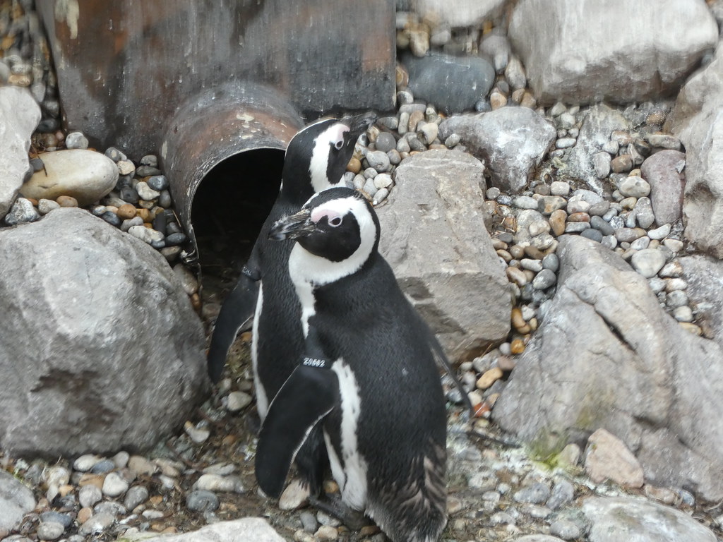 African penguins at Bristol Zoo