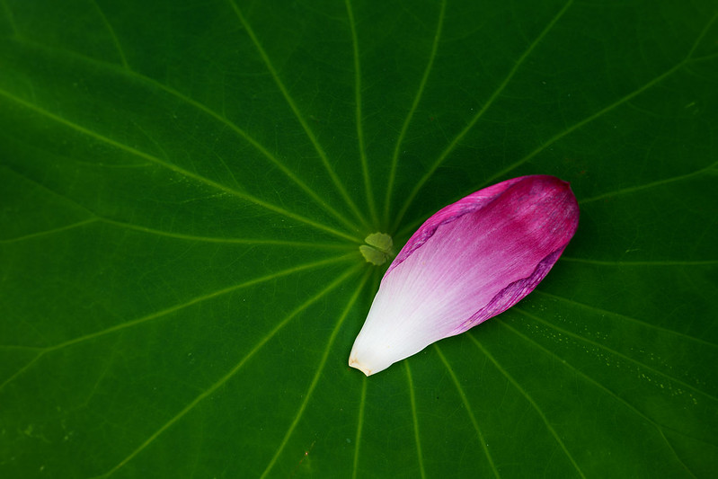 A lotus petal