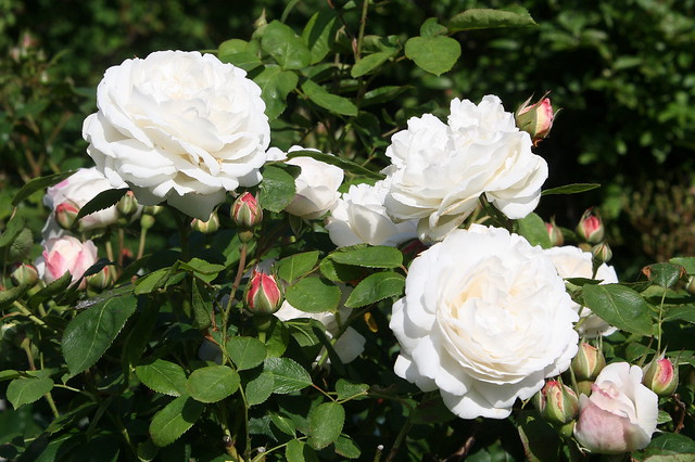 English Rose 'Winchester Cathedral'