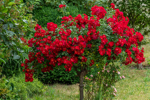 So üppig wie dieses Jahr hat die Hochstammrose noch nie geblüht - The standard rose has never flowered as profusely as it has this year.