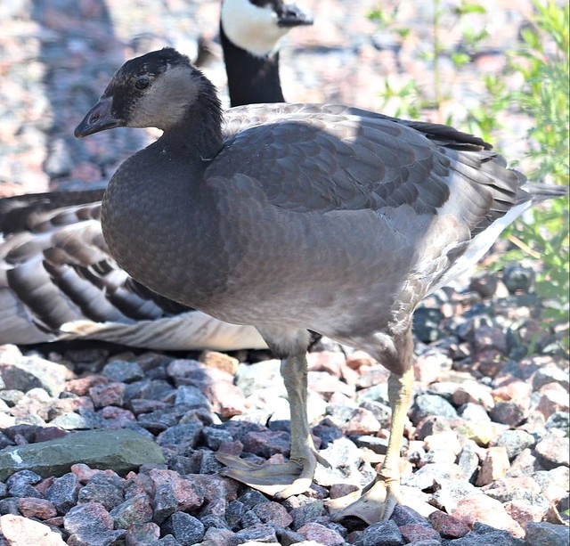 Hybrid between Lesser white-fronted goose (Anser erythropus) and Barnacle goose (Branta leucopsis)