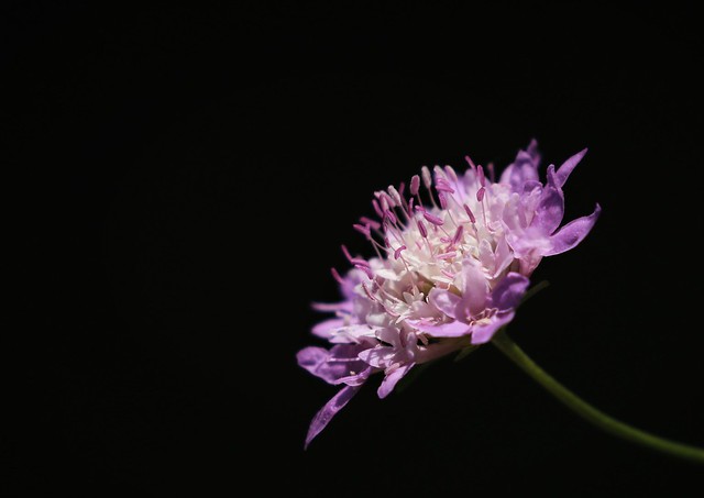 Unidentified plant / flower