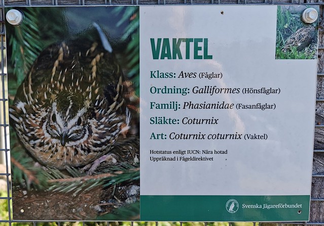Sign example - Eurasian quail 1