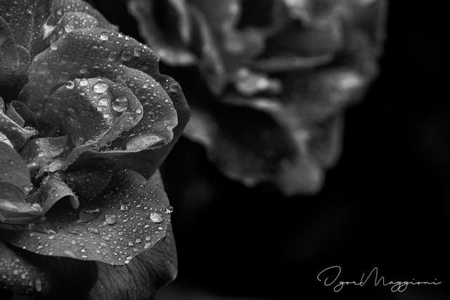 La semplicità di una rosa