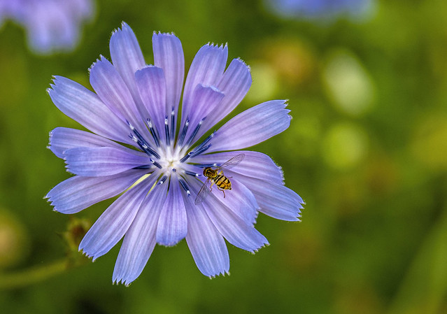 Chicory and bee.....