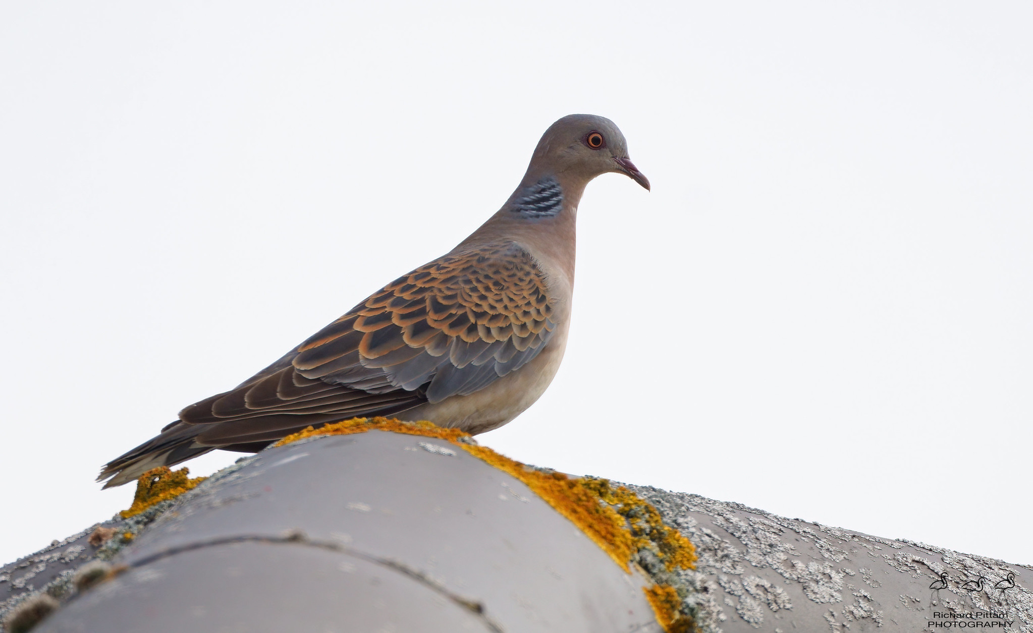 Oriental (Rufous) Turtle Dove ssp. meena - must admit I'm still not sure of differences -vs- Eurasian turtle Dove tbh.