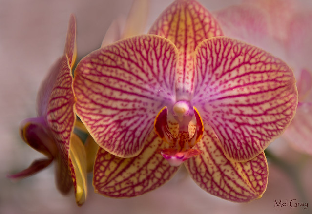Colourful-moth-orchid_DSC7741