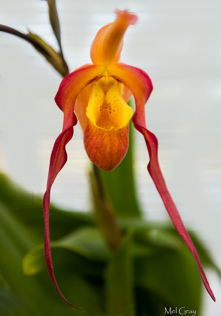Orange-slipper-orchid_DSC7721