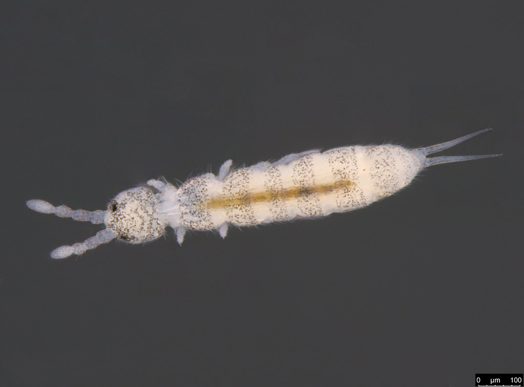 6b - Isotomidae sp.