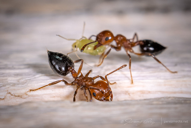 25 May 2021 — South of Minneola, Kansas — Acrobat Ants and Aphid