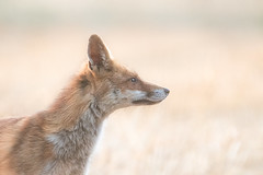 Renard roux - Mandra rossa - Red fox - Vulpes vulpes