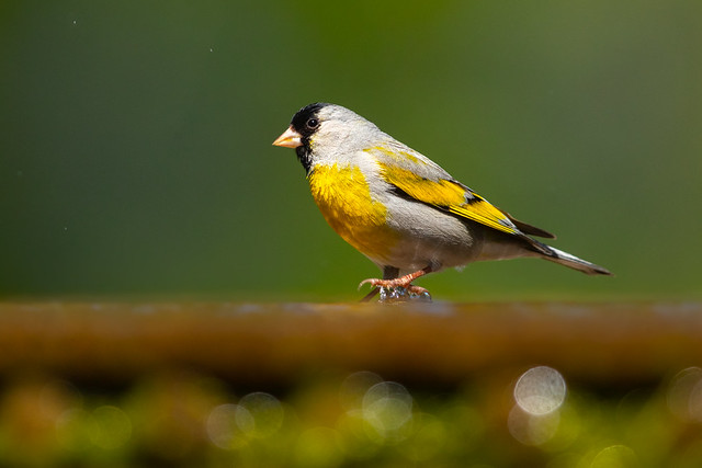 Lawrence's Goldfinch (X05_1207)