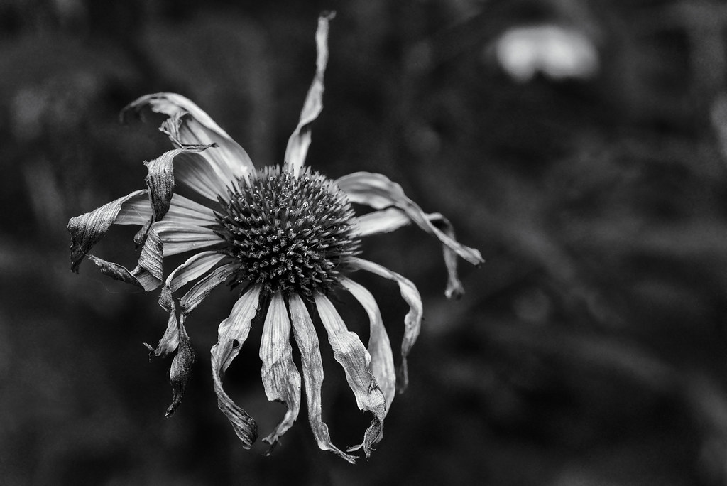 Decaying Echinacea in Monochrome (Explored)