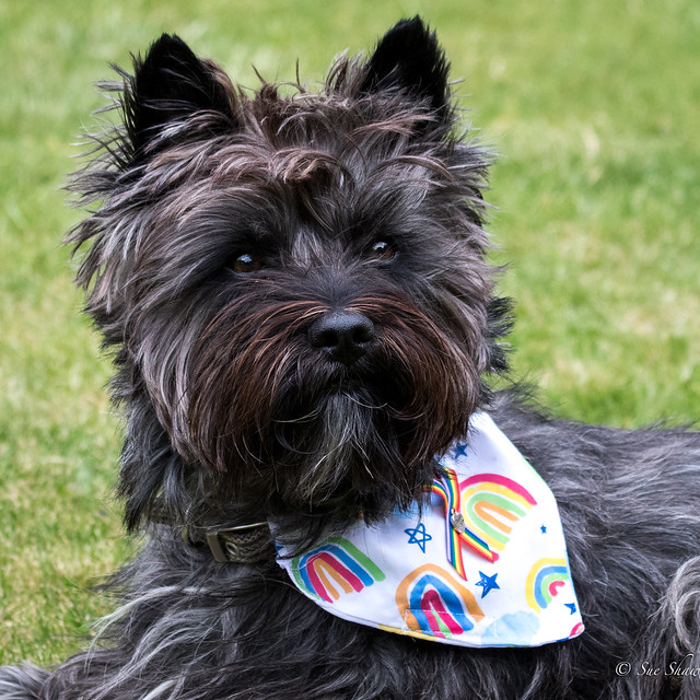 Pride puppy in his bandanna.