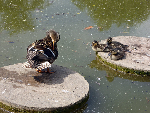 Delightful Ducklings