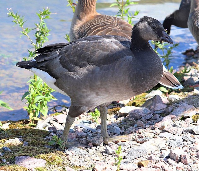 Hybrid between Lesser white-fronted goose (Anser erythropus) and Barnacle goose (Branta leucopsis)