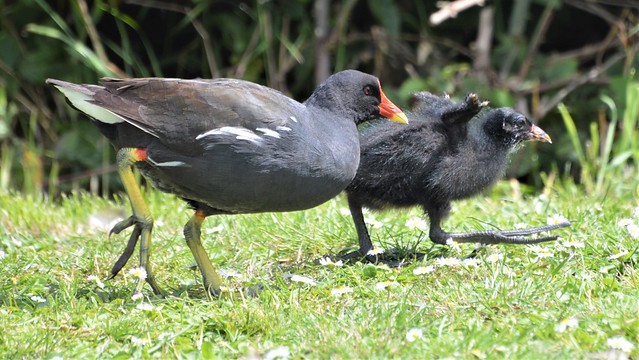 Moorhen Mum and baby growing in to there feet_0811